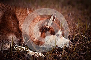 Red siberian husky dog lays in spring meadow