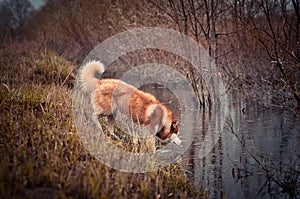 Red siberian husky dog looking water the brook in spring meadow photo