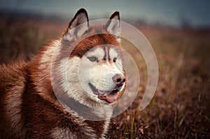 Red siberian husky dog portrait in spring meadow