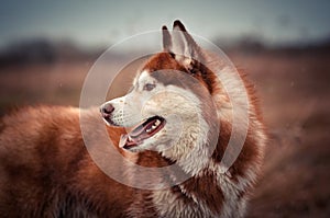 Red siberian husky dog profile portrait photo