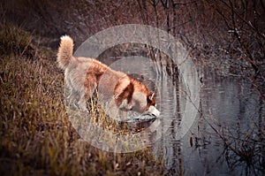 Red siberian husky dog sneezing water the brook in spring meadow photo
