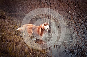 Red siberian husky dog stands in water the brook in spring meadow photo