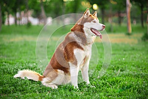 Red Siberian Husky on a field