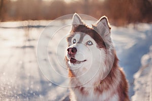 Red Siberian husky looking up funny with curiosity