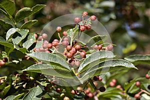 Red Sichuan pepper berries close up on the tree