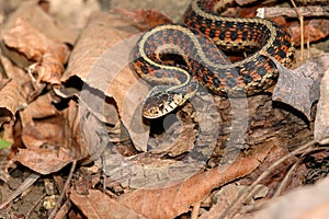 Red Sided Garter Snake