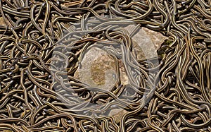 Red sided garter snakes mating