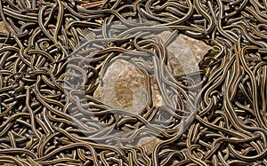 Red sided garter snakes mating photo
