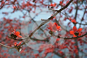 Red Silk Cotton Tree close up
