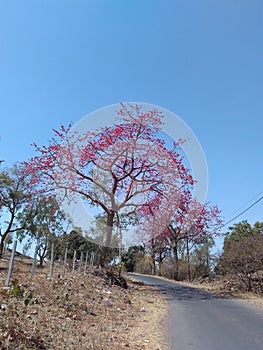 Red Silk-cotton Tree with Red Flowers