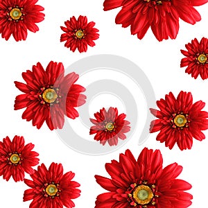 Red silk gerbera background