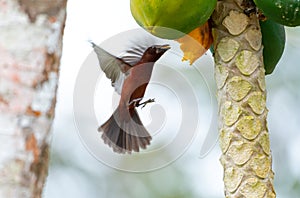 A red, Silver-beaked Tanager bird in flight eating papaya from a papaya tree.