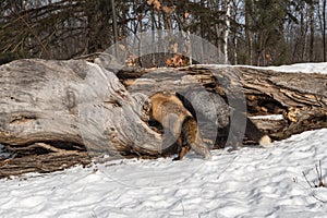 Red and Silver Fox Vulpes vulpes Investigate Inside of Log Winter