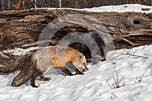 Red and Silver Fox Vulpes vulpes Sniff Together at Base of Log Winter