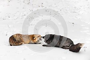 Red and Silver Fox (Vulpes vulpes) Nose to Nose Mouths Open Winter