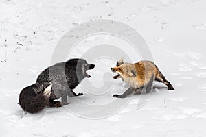 Red and Silver Fox (Vulpes vulpes) Posture to Each Other Winter