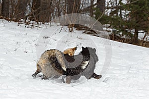 Red and Silver Fox Vulpes vulpes Tail to Tail Scuffle in the Snow Winter