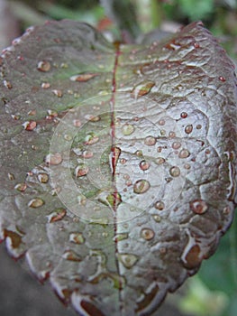A red silver green leaf of a plant in drops of water after rain.Closeup of rain drops on tropical leaf