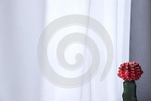 A red single cactus with white curtain background