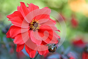 Red single Dahlia on colorful blurred background