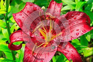 Red single flower of lily with waterdrops