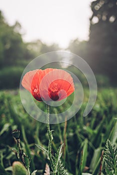 Red, single poppy flower against green, nature background. Blurry light