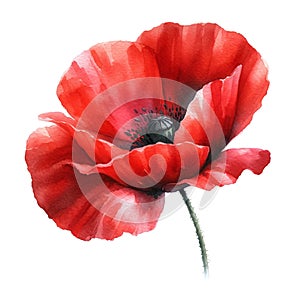 Red single poppy in watercolour style on white background