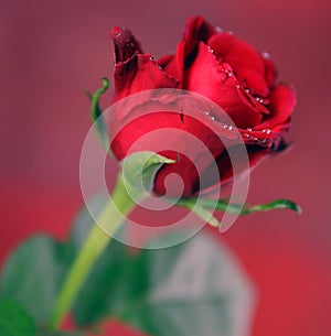 Red Single Rose