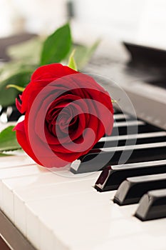 Red rose piano keys romantic background.