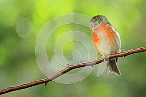 Red siskin