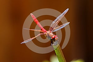 Red skimmer dragonfly Sympetrum darters meadowhawks dragonflies