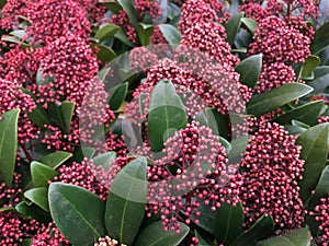 Red Skimmia japonica rubella plant photo