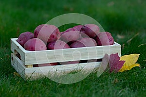 Red skin potato in the wooden box in the green lawn