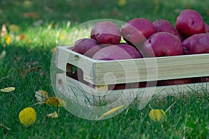 Red skin potato in the wooden box in the green lawn