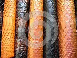 Red and black skin of python  snake.