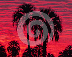 Red sky over palm trees