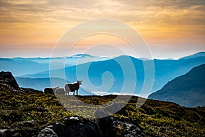 Red sky panorama from Mount Hoven with sheep in sight, Loen, Norway