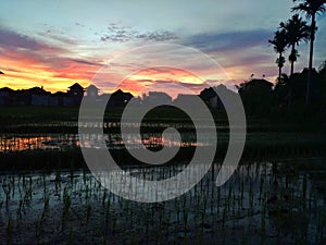 Red sky from rice field