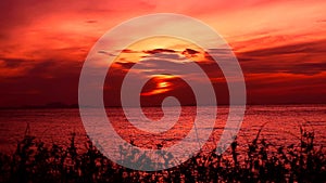 Red sky sunset on sea silhouette plant grass on beach