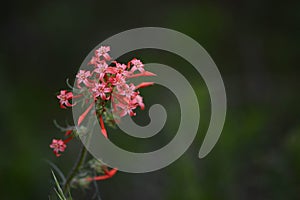 Red Skyrocket flower Scarlet Gilia Ipomopsis aggregata