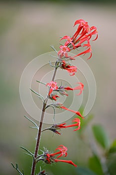 Red Skyrocket flower Scarlet Gilia Ipomopsis aggregata