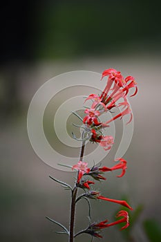 Red Skyrocket flower Scarlet Gilia Ipomopsis aggregata