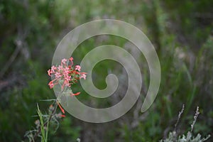 Red Skyrocket flower Scarlet Gilia Ipomopsis aggregata