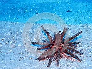 Red Slate Pencil Urchin on Sandy Sea Floor Close Up