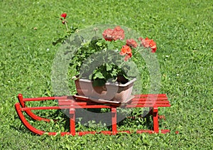 red sled with vase of geraniums on the meadow photo