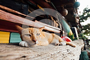 A red sleepy cat lounges on a bench in a bar near the beach