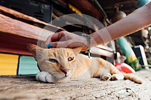 A red sleepy cat lounges on a bench in a bar near the beach