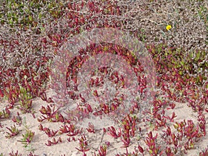 The red slender leaved iceplant