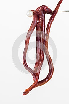 Red slimy earthworm white isolated,  animal