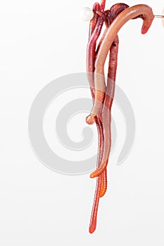 Red slimy earthworm white isolated,  background